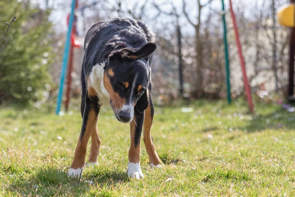 Dog shaking head outside