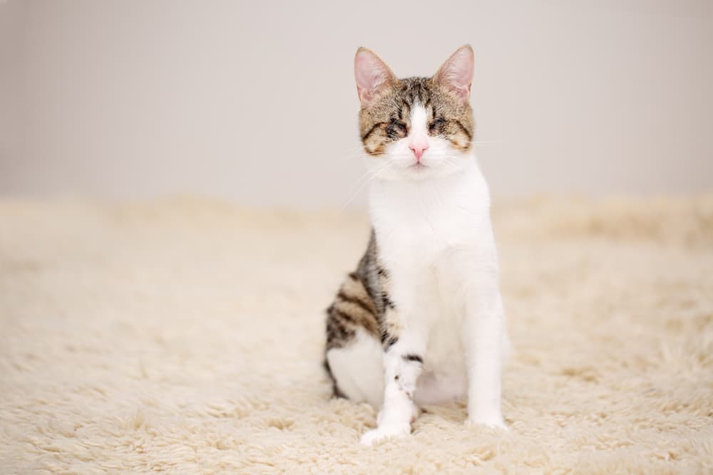 Guide to Life With a Blind Cat: Tips and Advice Guide to Life With a Blind Cat: Tips and Advice