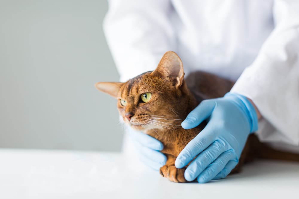 Cat being examined by vet