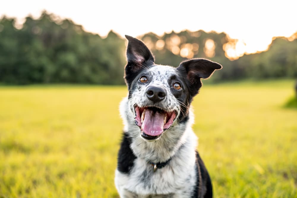 Dog puppy smiling in the grass