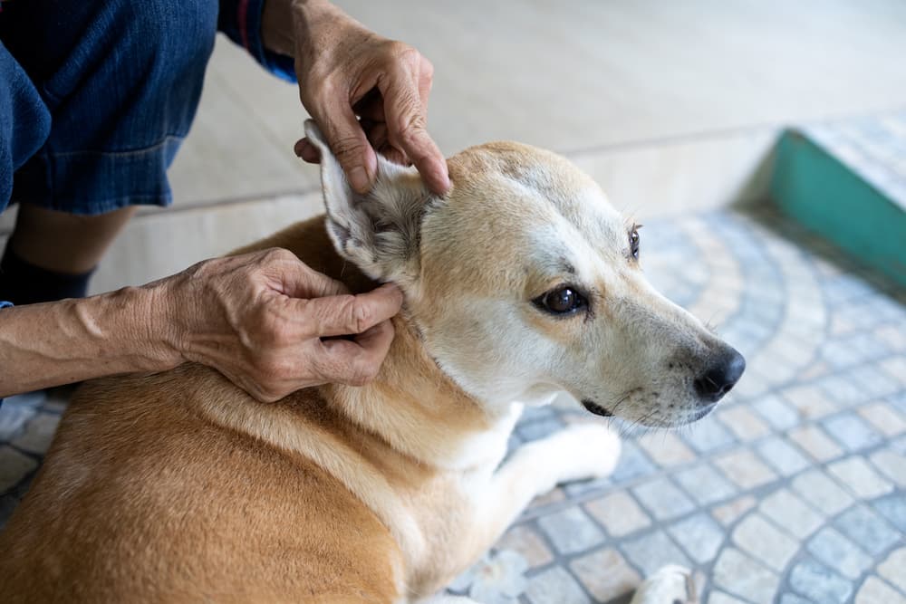 Vet looking for ear mites