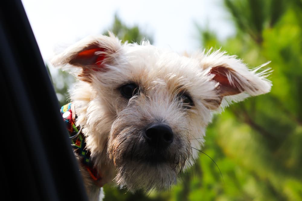 Dog holding face outside window