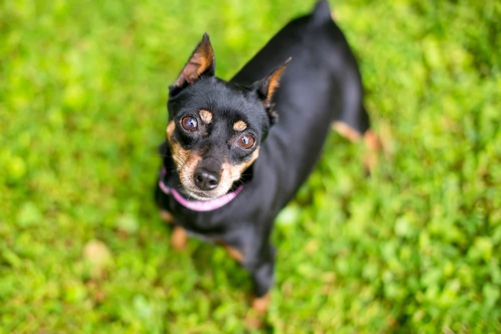Dog sitting in the grass with head tilted