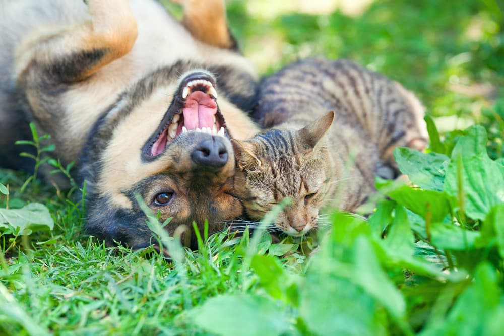 Dog and cat laying in the grass