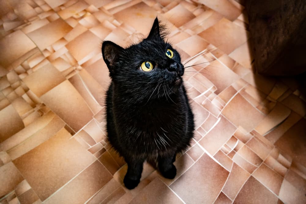 Black cat looking up