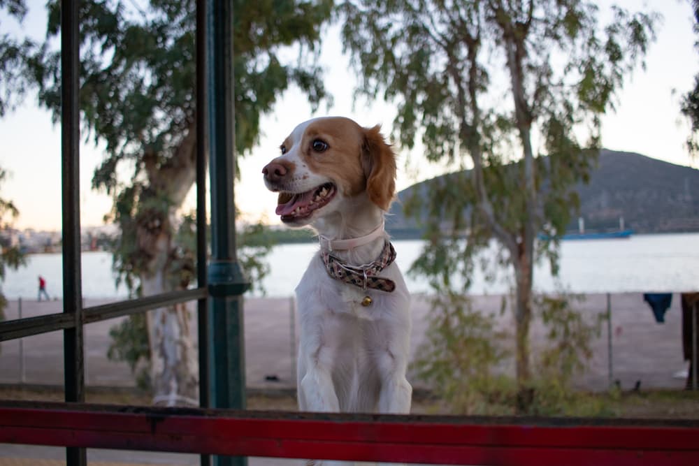 Cute dog sitting outside window in Greece