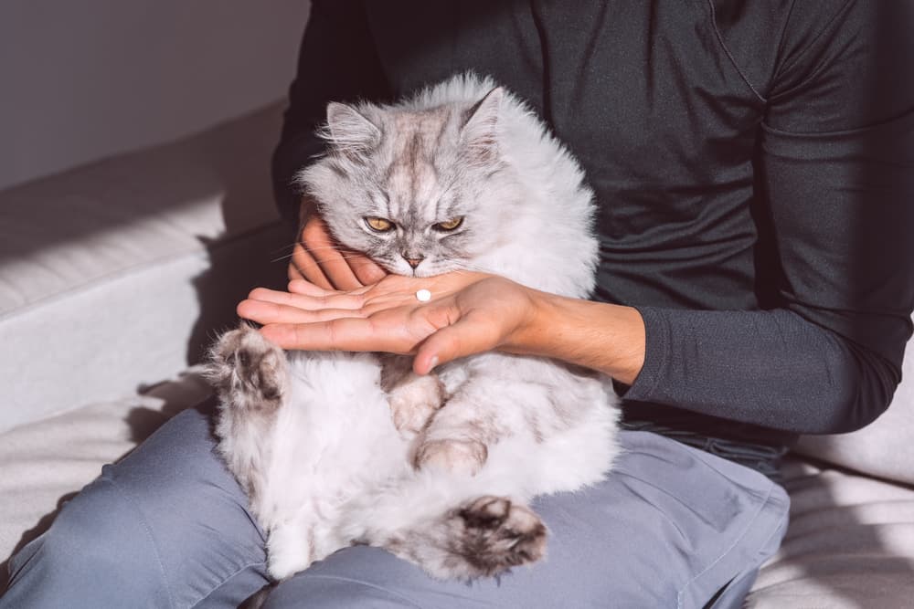 Metronidazole for Cats