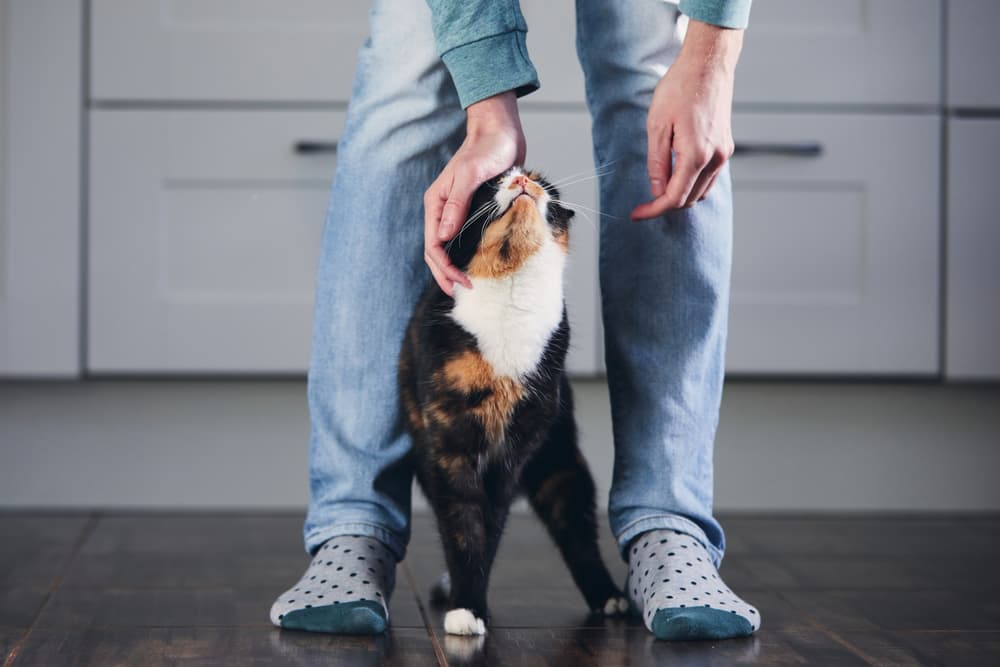 Why Does My Cat Follow Me Everywhere?