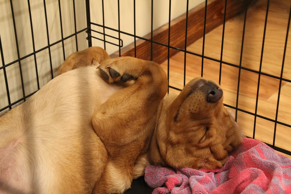 puppy sleeping in crate