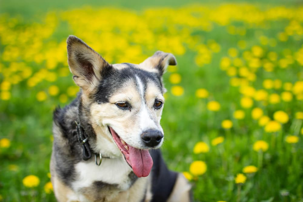 Puppy in a dandelion meadow