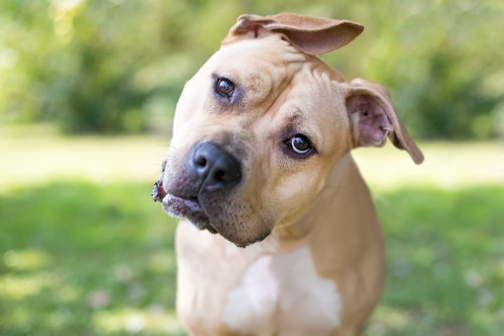 Dog tilted head looking to camera