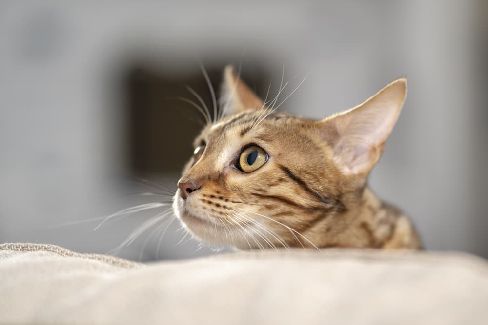 Cat looking at pet parent