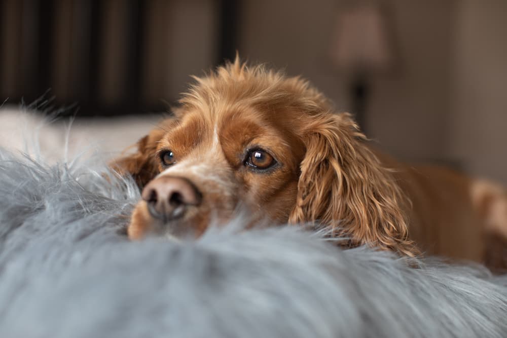 Dog laying on bed looking out to the world