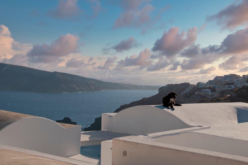 Lovely dog sitting on a roof in Greece