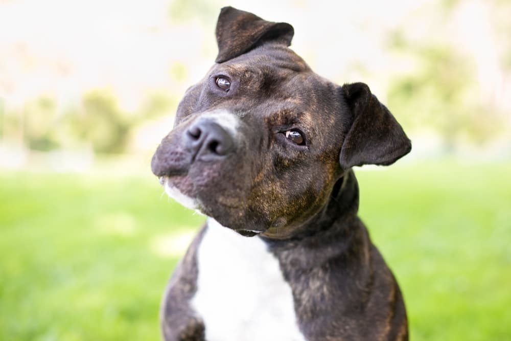 Dog head tilted sitting outdoors