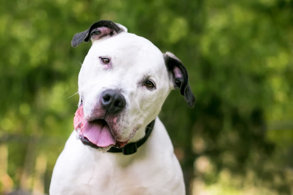 Hungry dog sitting with mouth open