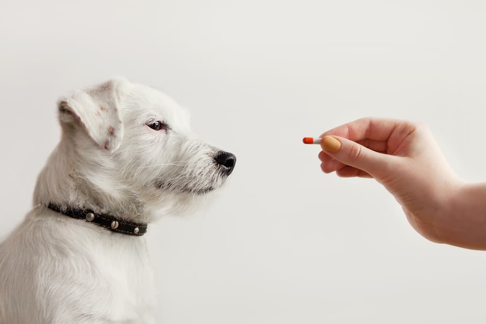 Metronidazole for Dogs