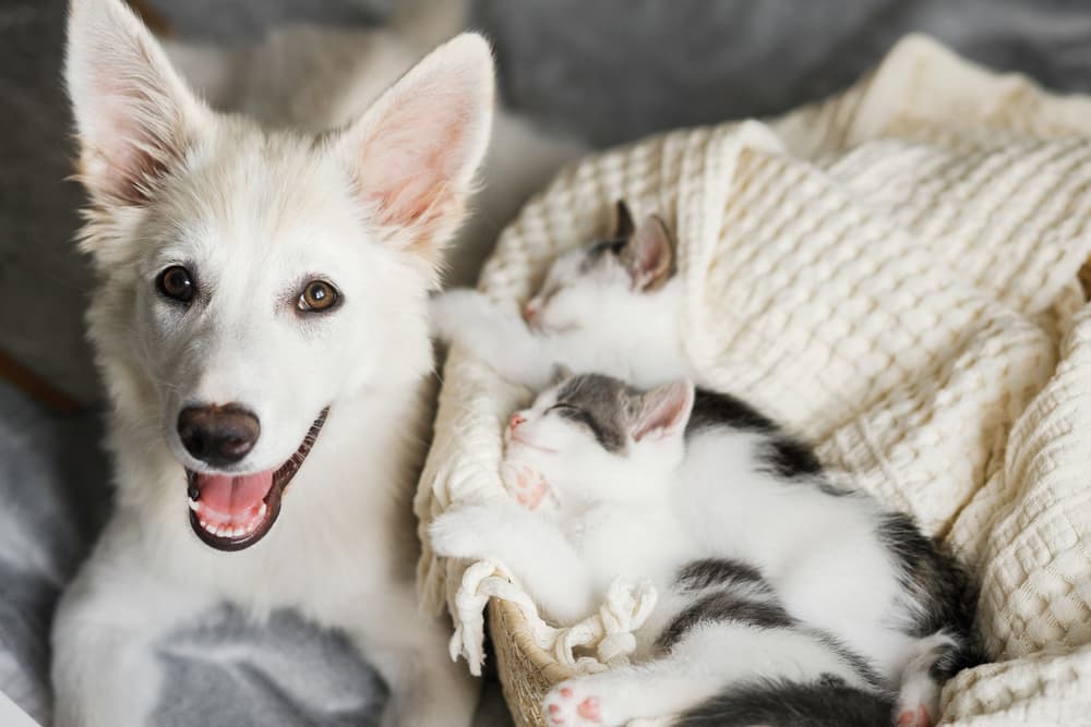 Happy dog and cat being cozy in a bed