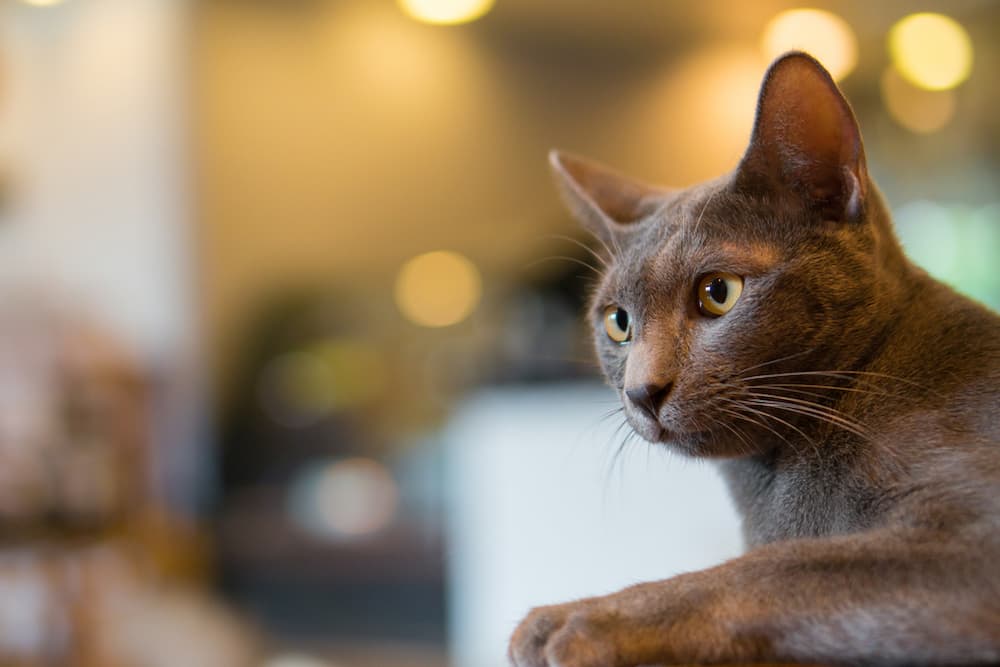 Cat head tilting slightly sitting in the kitchen