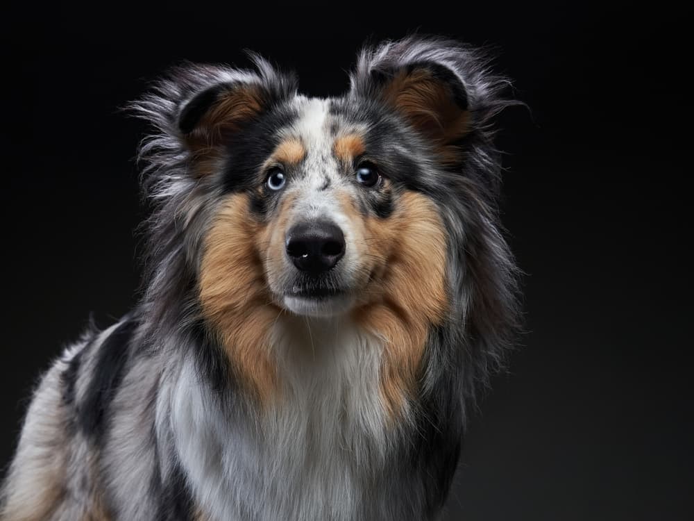Tough looking female dog