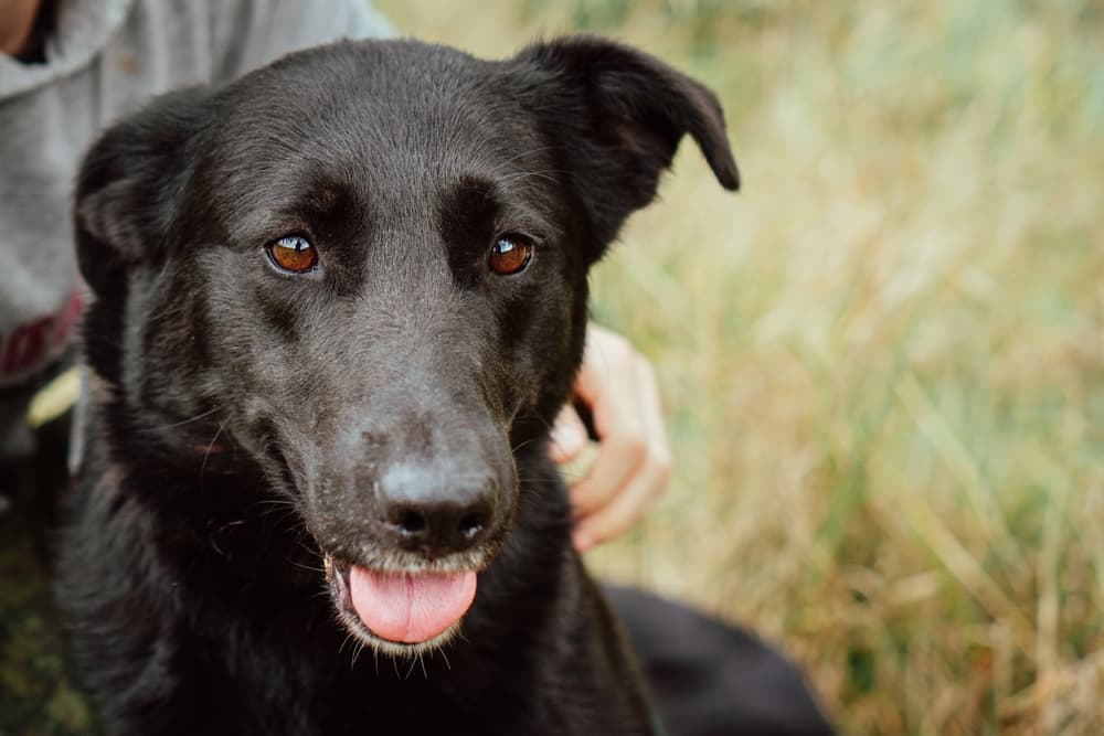 Dog panting with ear out looking anxious