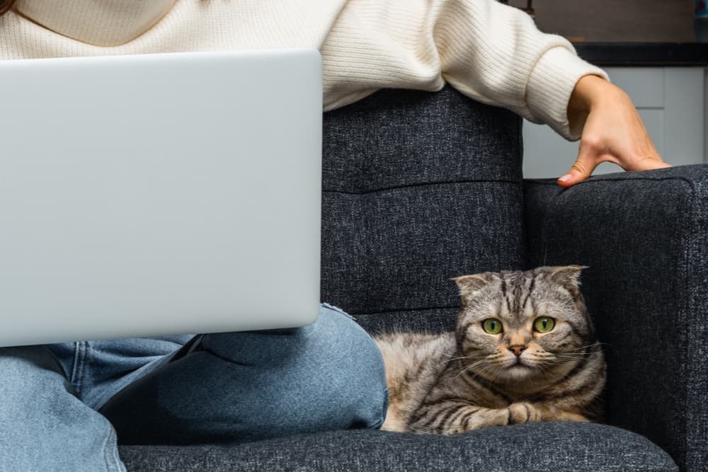 standoffish cat won't cuddle