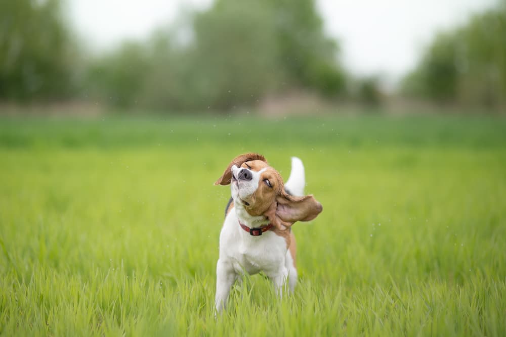 Beagle shaking head