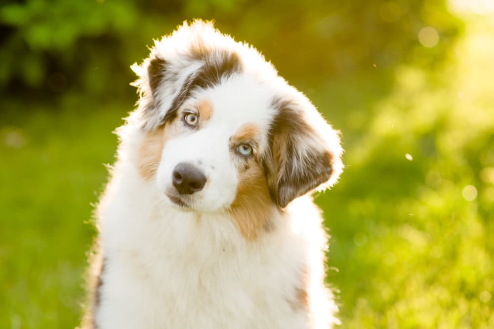 Puppy head tilted looking confused