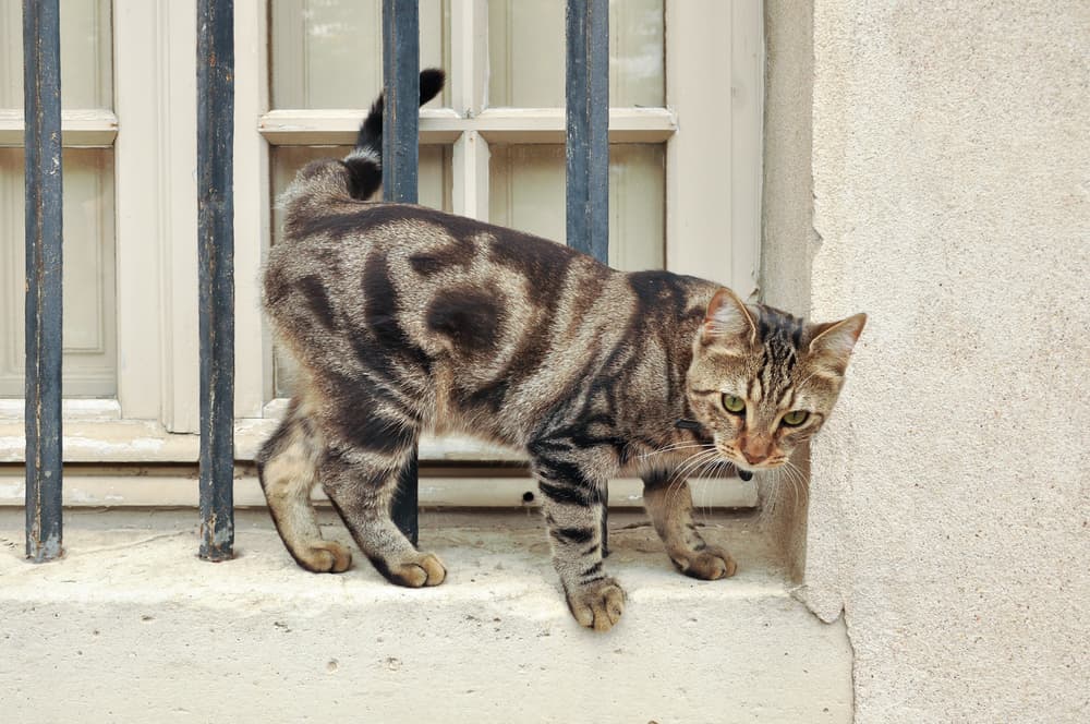 Cat on Paris window sill