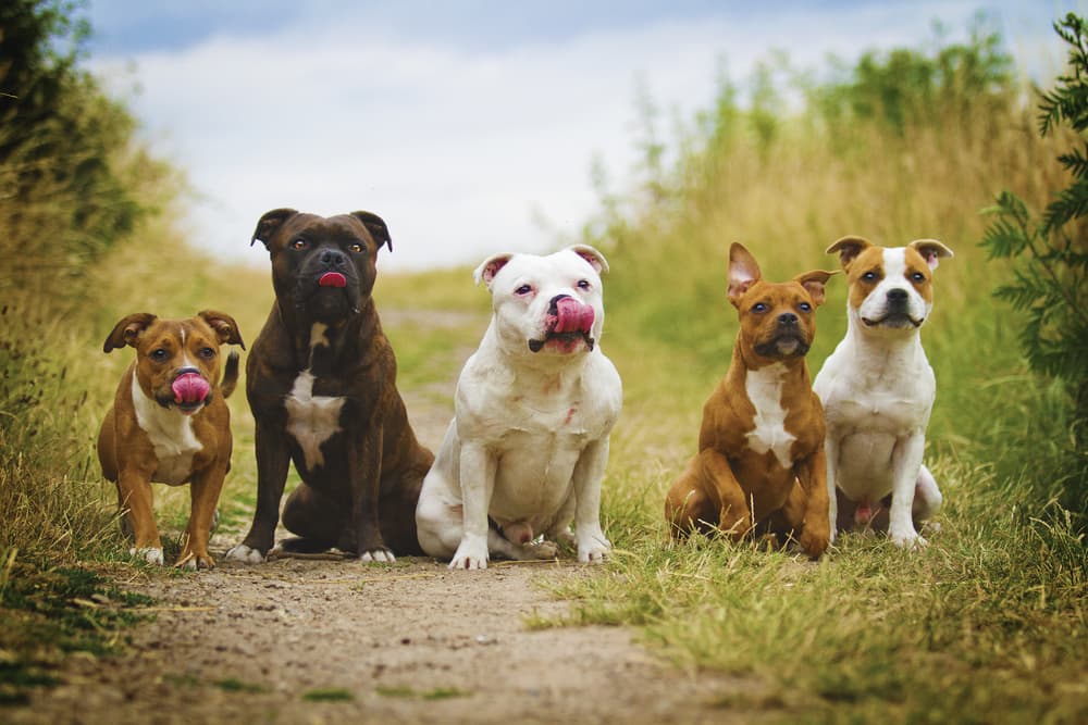 Group of dogs sitting in a field