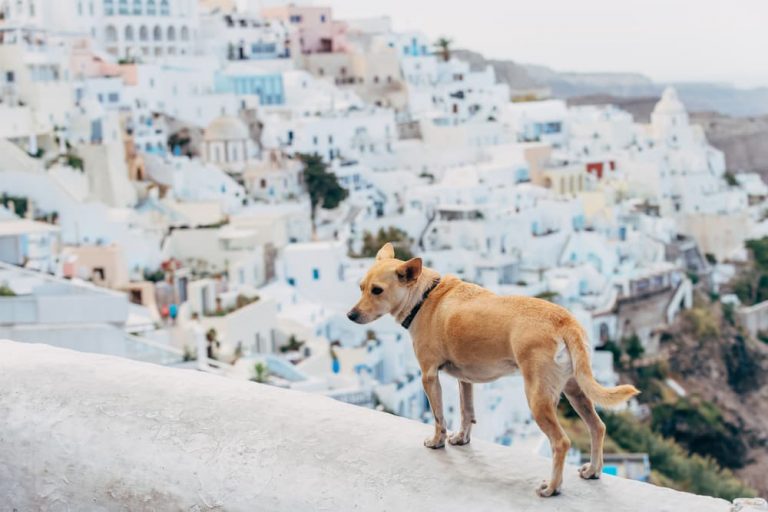 Dog standing in Greece