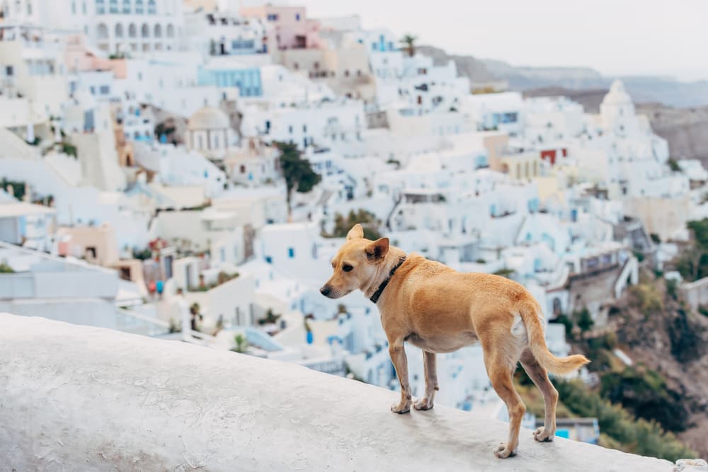 101 Incredible Greek Dog Names