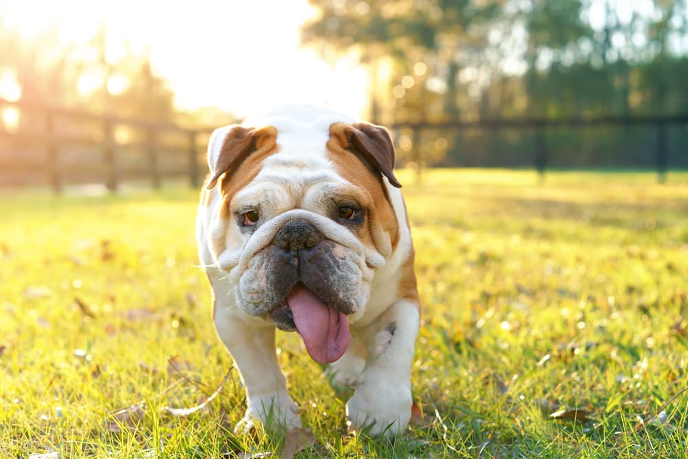 Dog walking in the sunlight