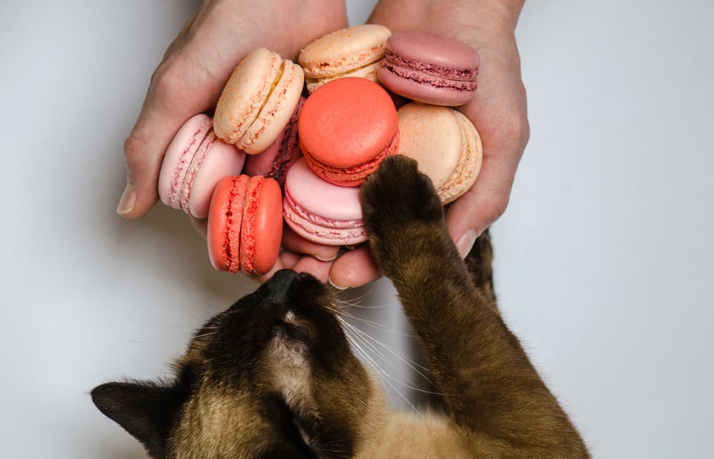 Cat reaching for macaroons