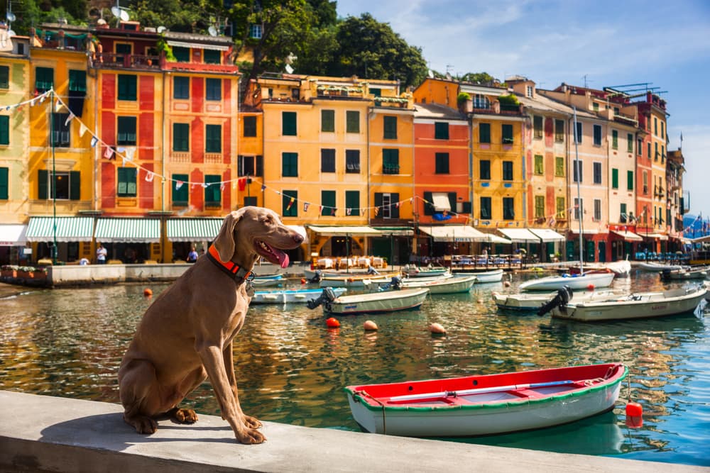 Dog in front of Italian boats