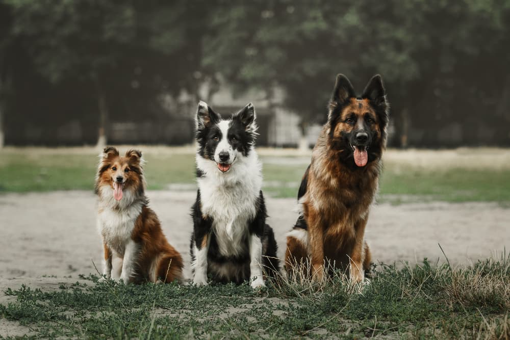 Three dogs sitting in the grass
