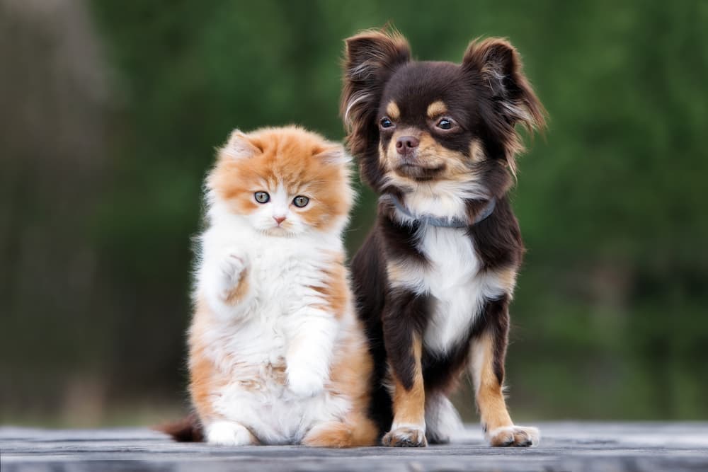 Spot Pet Insurance Review: Digging in to the Benefits
