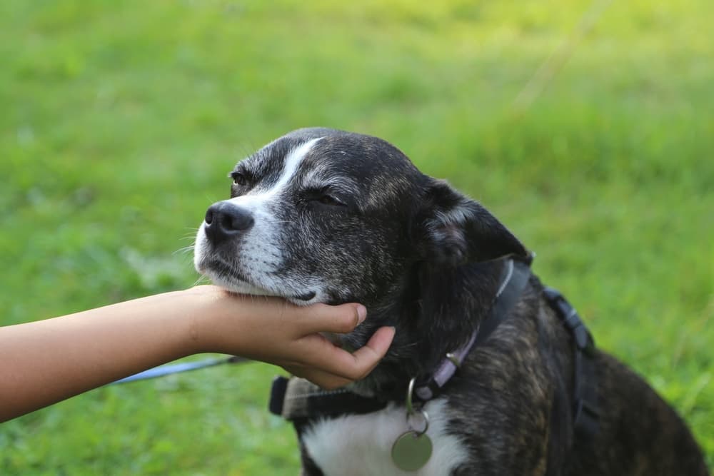 Senior dog smiling while being pet under the chin