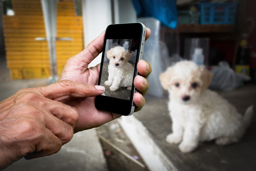 Owner about to take video of dog