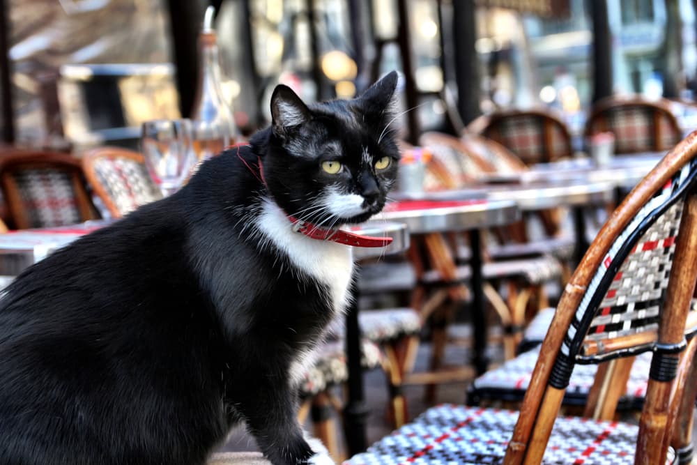 Cat at cafe in Paris