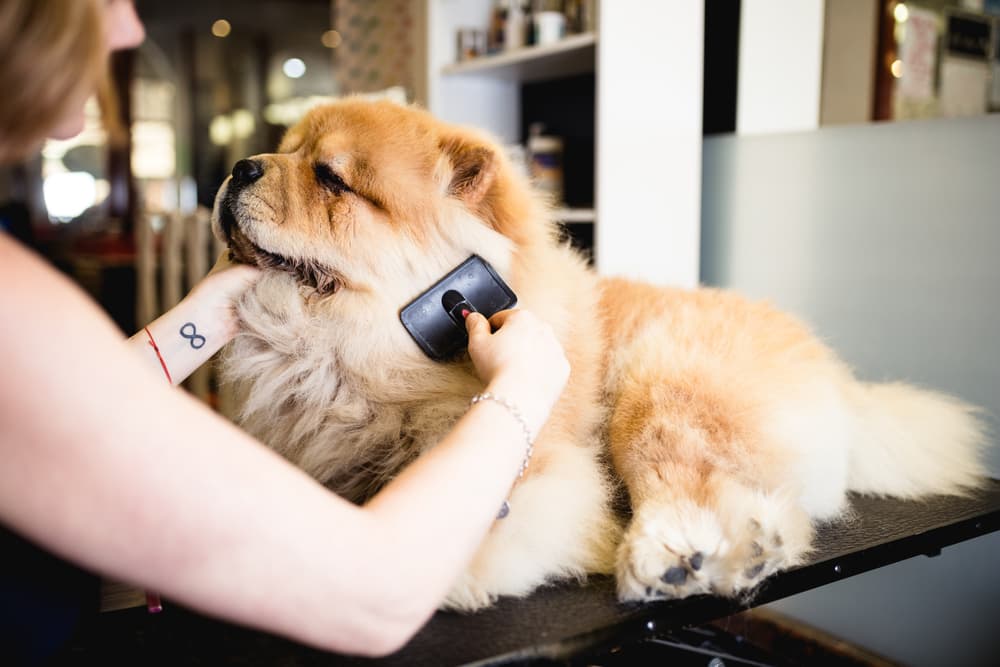 Woman brushing matted dog