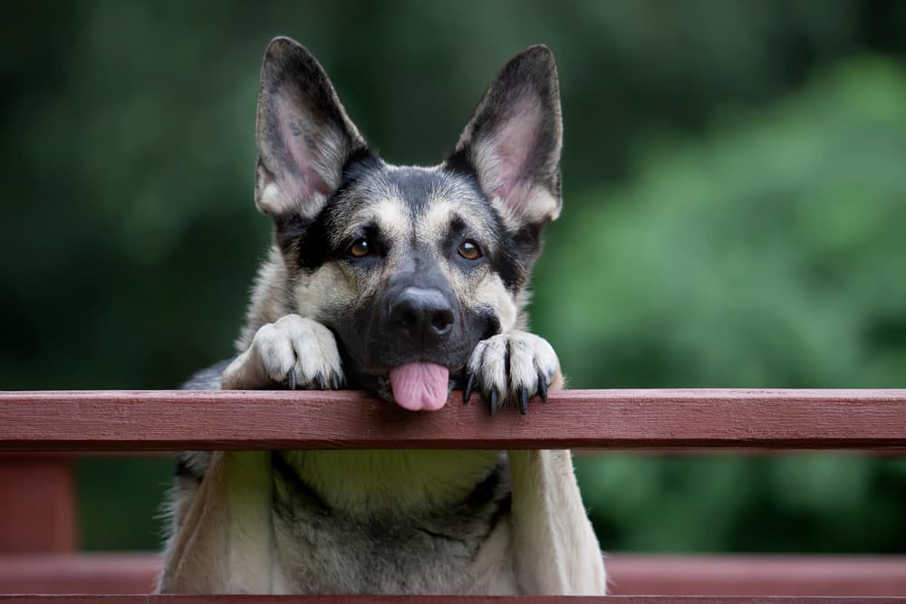 Dog holding paws on edge of railing smiling and feeling healthy
