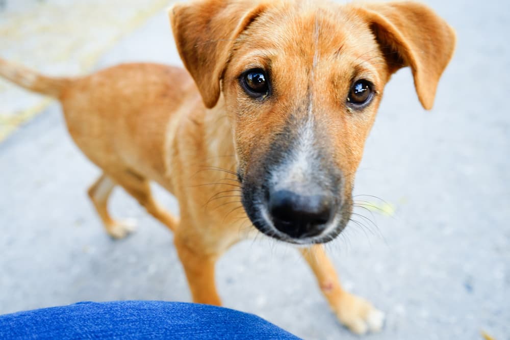 Dog right up to camera lens