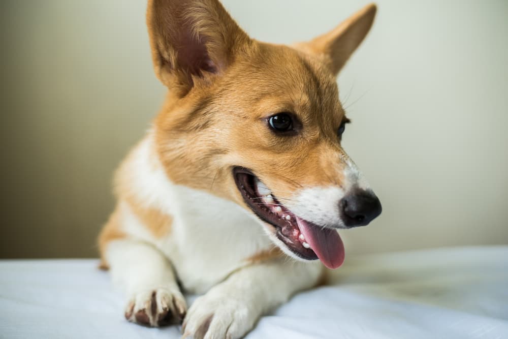 Dog laying on the bed smiling with ears up