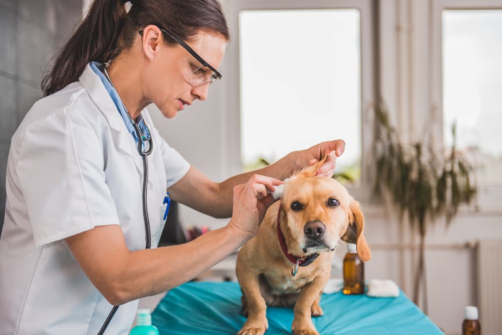 Veterinarian cleaning dog's ears