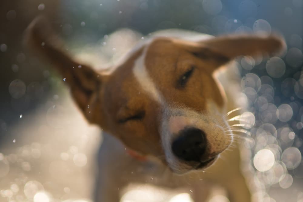 Dog shaking head with water