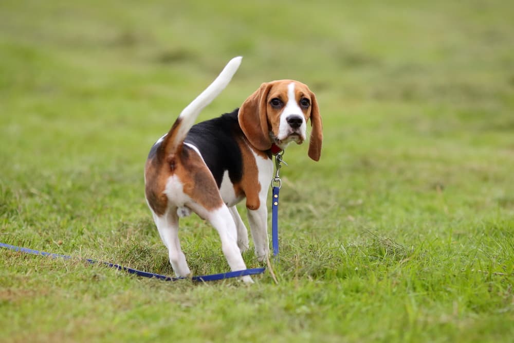 Dog looking for somewhere to poop