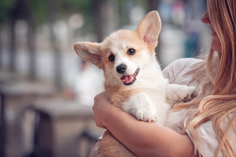 Corgi puppy being held