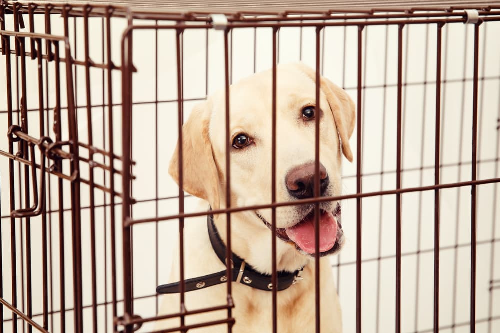 Happy dog in a crate