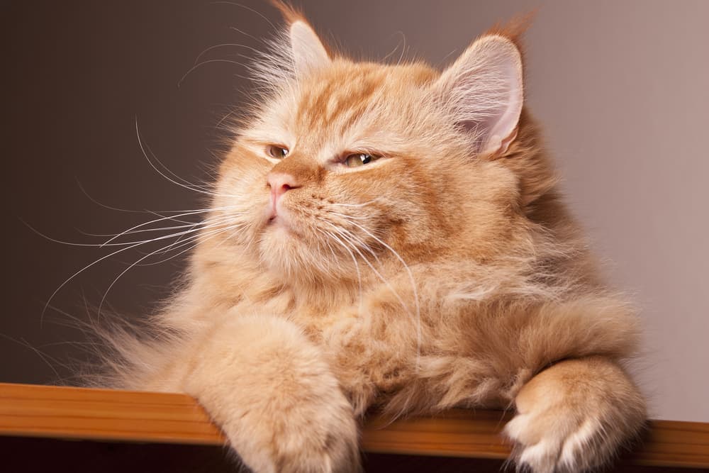 Cat looking off into the distance